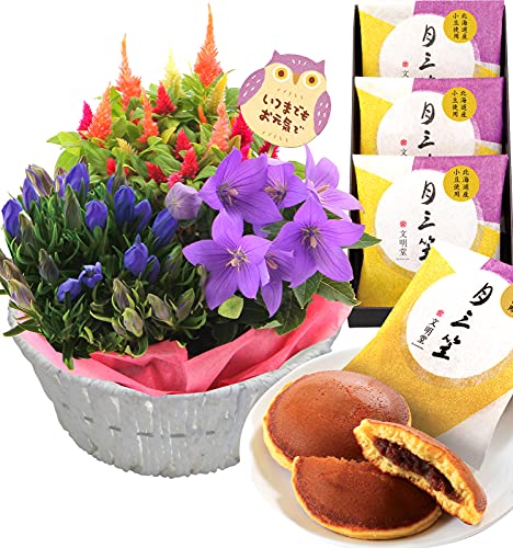 鉢植え どら焼きセット 1
