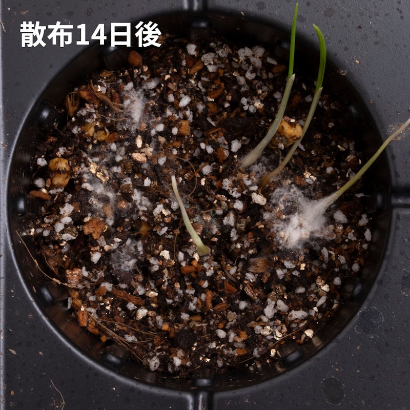 カダン除草王シリーズプロ 除草王シャワーS 6