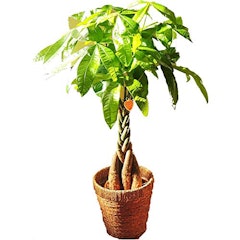 22年 観葉植物のおすすめ人気ランキング28選 Mybest 22年 観葉植物のおすすめ人気ランキング28選 Mybest