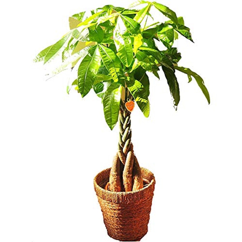 22年 観葉植物のおすすめ人気ランキング28選 Mybest 22年 観葉植物のおすすめ人気ランキング28選 Mybest