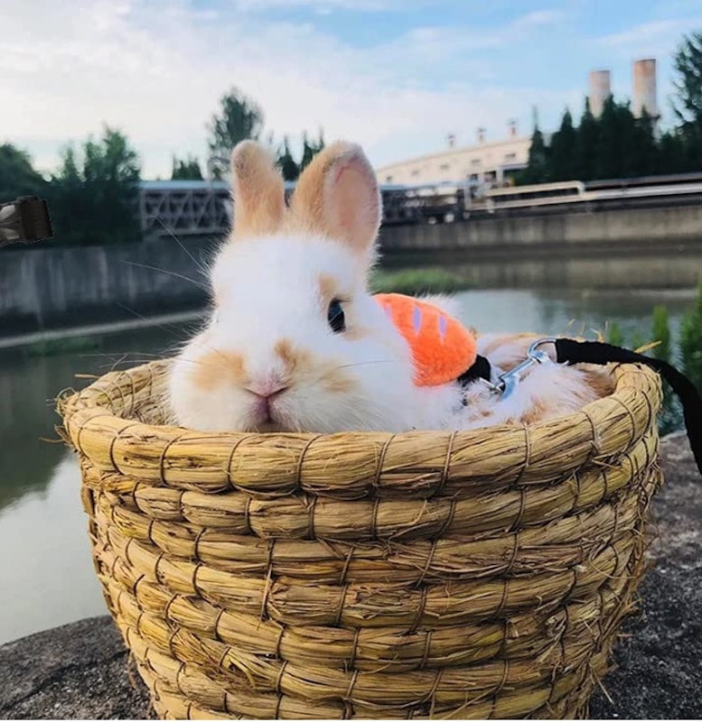 小動物用ハーネス 4