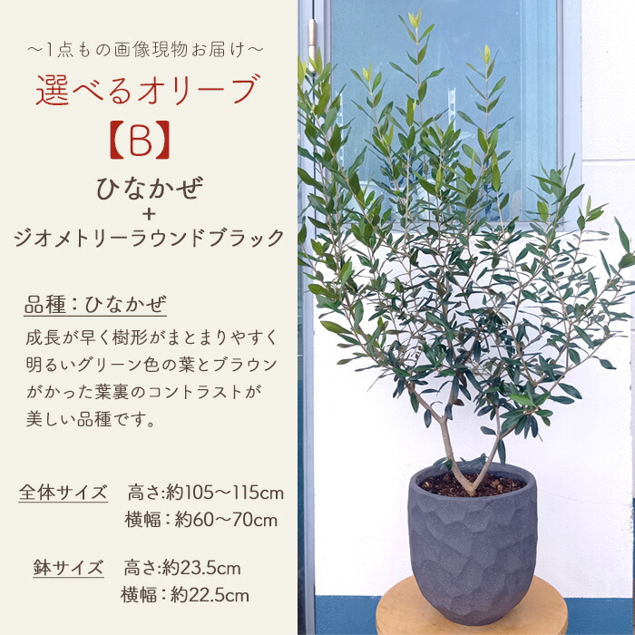 選べるオリーブ 3