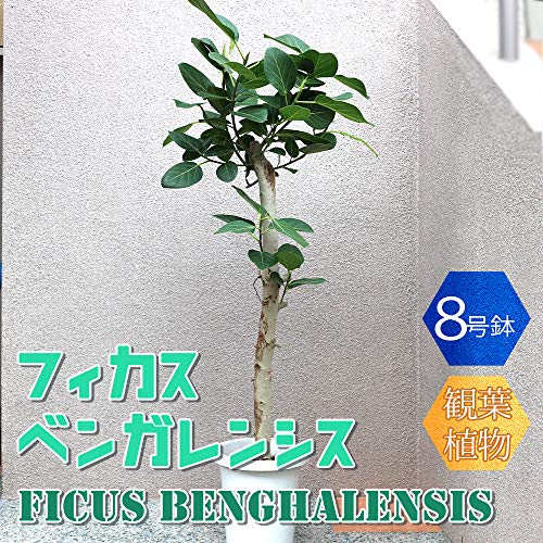 フィカス ベンガレンシス 1
