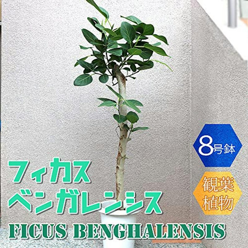 フィカス ベンガレンシス 1