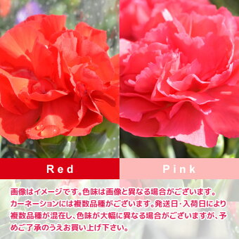 カーネーション 鉢植え 3