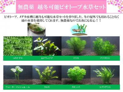 21年 ビオトープにおすすめの水草人気ランキング15選 Mybest