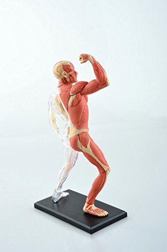 人体筋肉と血管模型 3