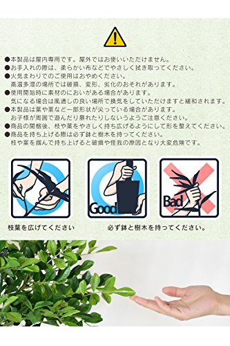 イボタノキ 6