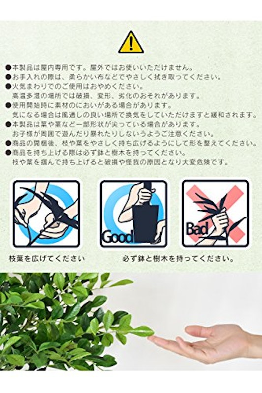 イボタノキ 6