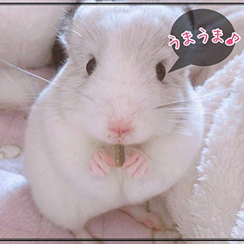 チンチラ・デグーのごはん 5