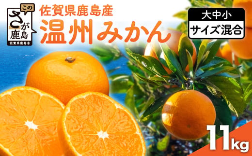 温州みかん 1