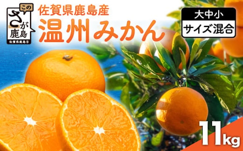 温州みかん 1