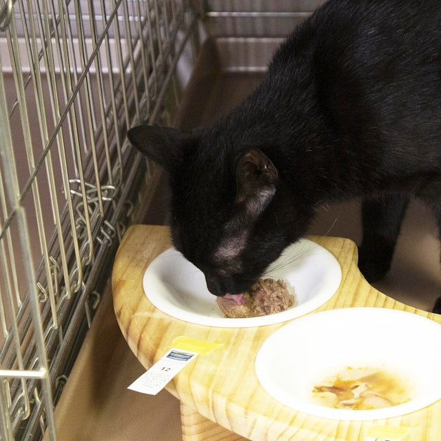 ナチュラルバランス オーシャンフィッシュ 猫缶を全35商品と比較 口コミや評判を実際に使ってレビューしました Mybest