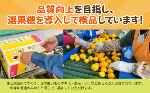 温州みかん 5