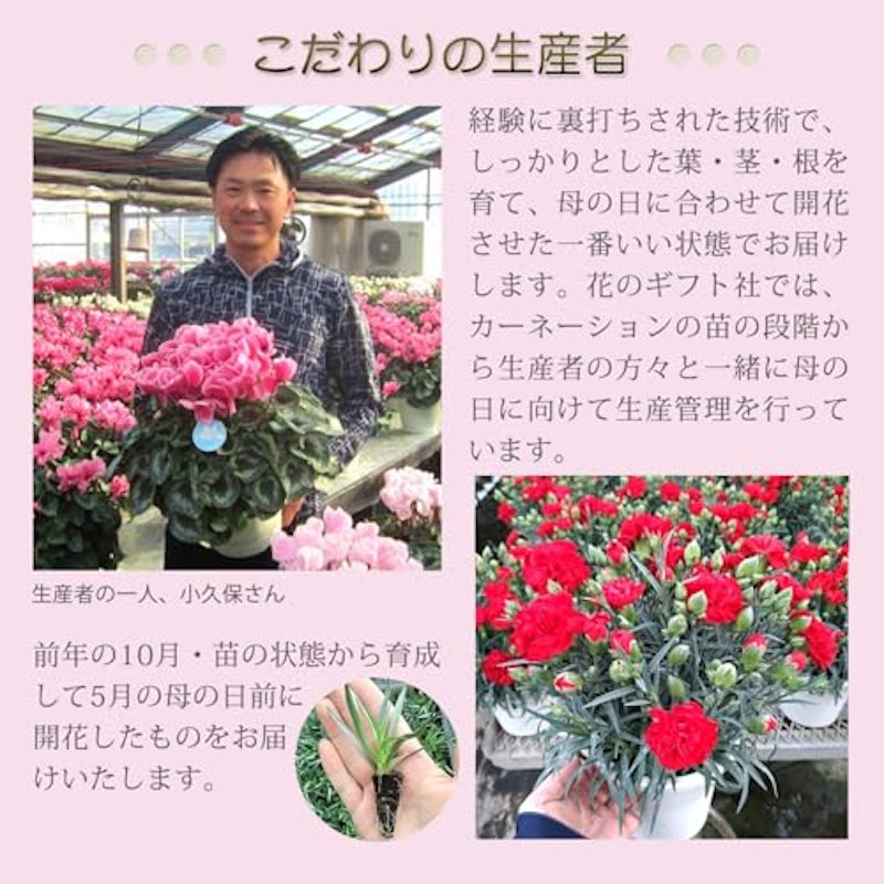 カーネーション ゴールドスター 鉢植え 4
