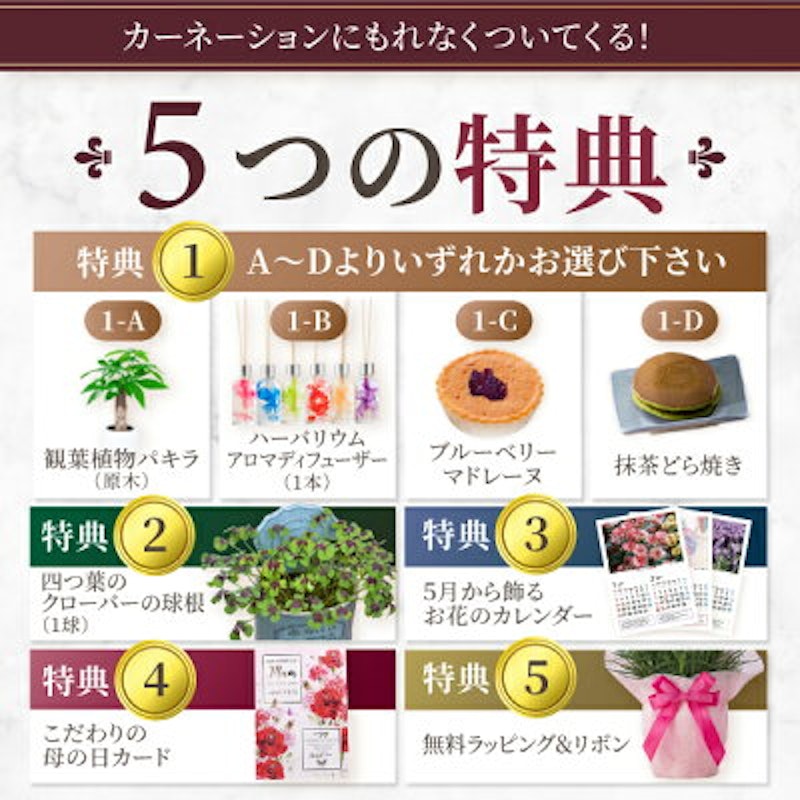 カーネーション5号鉢植え 3
