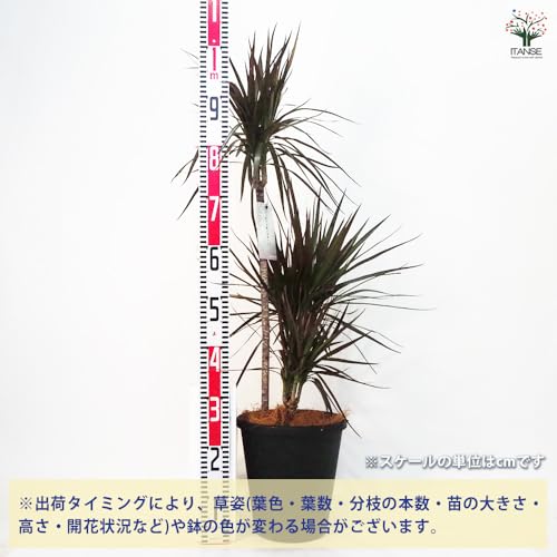 ドラセナ コンシンネ マジェンタ 3