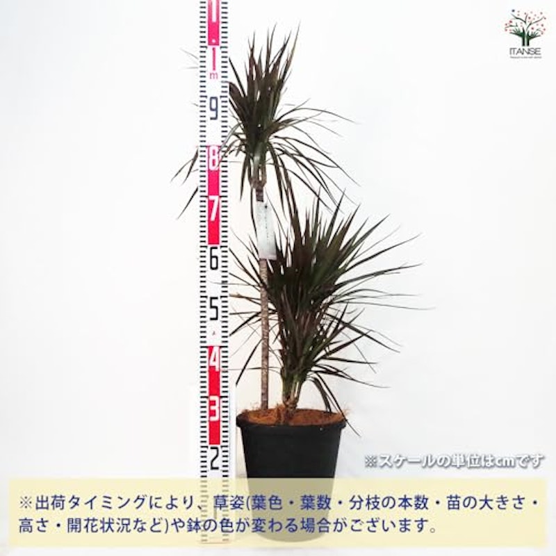 ドラセナ コンシンネ マジェンタ 3