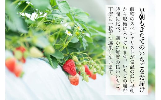金井いちご園のいちご 2