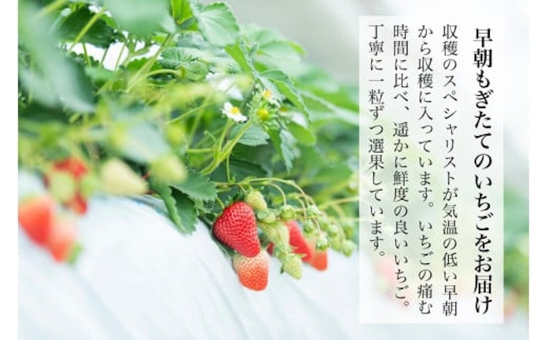 金井いちご園のいちご 2