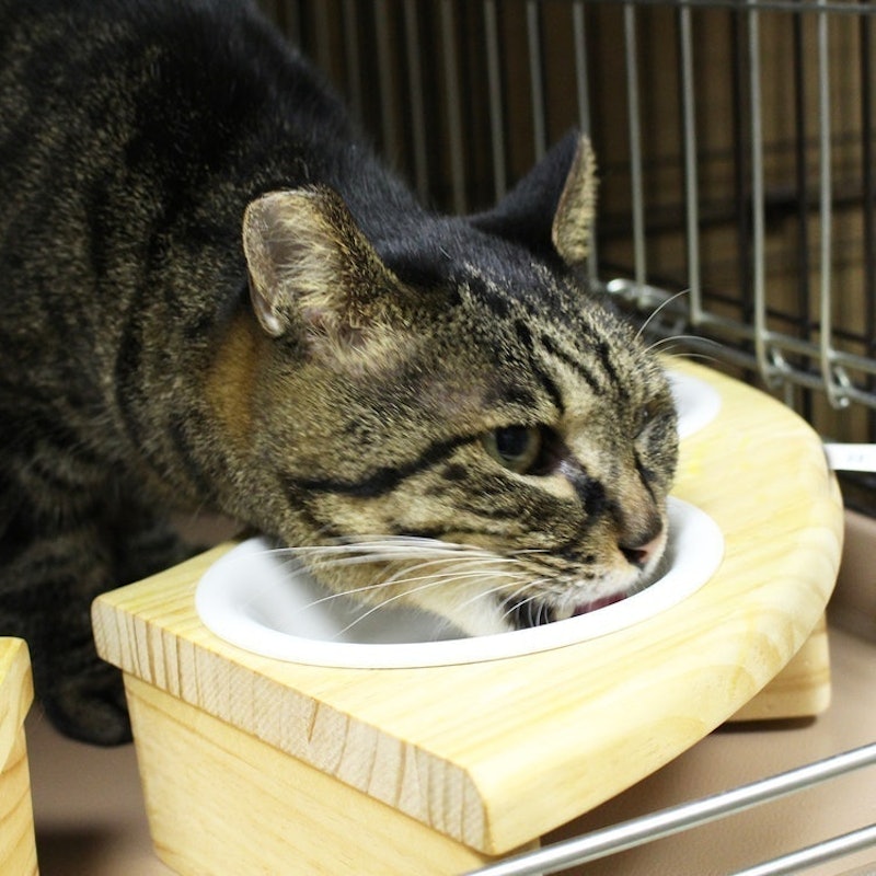ねこぴゅーれ 無添加ピュアシリーズ まぐろ 8