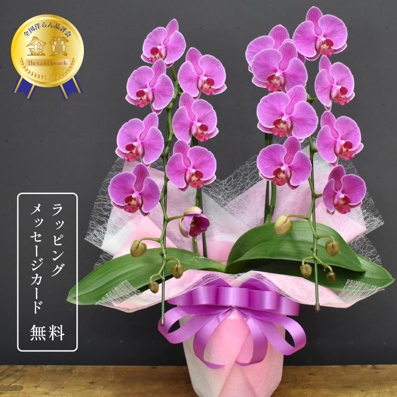 胡蝶蘭カレン2本立ち 1