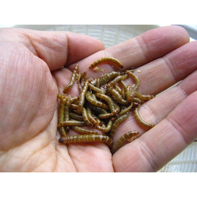 ペットミルワームのおすすめ人気ランキング7選 Mybest