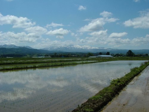山形県庄内産 つや姫 4