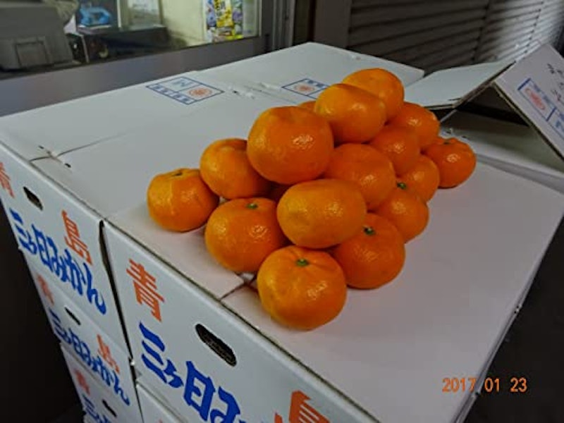 三ヶ日みかん 3