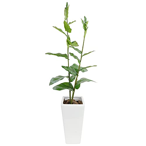 光触媒 人工観葉植物 フェイクグリーン ナチュラルシーグレープ1.6