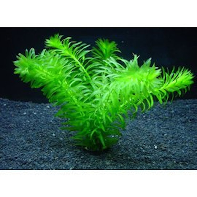 22年 ザリガニ向け水草のおすすめ人気ランキング10選 Mybest 22年 ザリガニ向け水草のおすすめ人気ランキング10選 Mybest