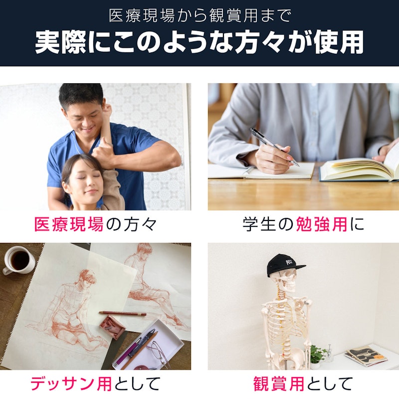 人体骨格模型 3