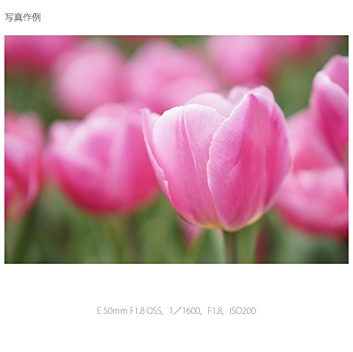 E 50mm F1.8 OSS 16