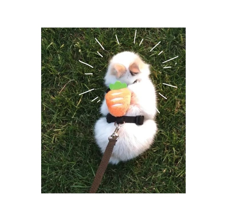 小動物用ハーネス 5