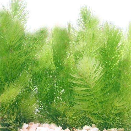 水草 ザリガニのおやつ おまかせ3種 鉛巻き水草 水草 ザリガニのおやつ おまかせ3種 鉛巻き水草