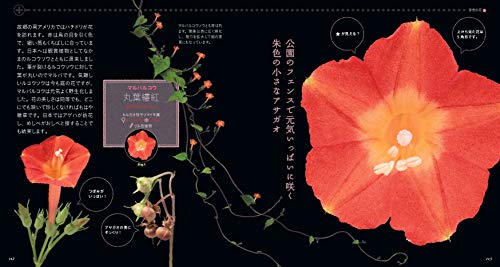 もっと美しき小さな雑草の花図鑑 9