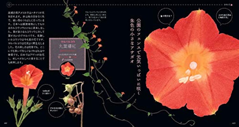 もっと美しき小さな雑草の花図鑑 9