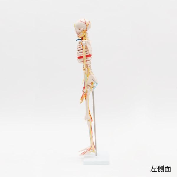 7ウェルネ 全身骨格模型（主要動脈・静脈・神経付） 1／2サイズ 3