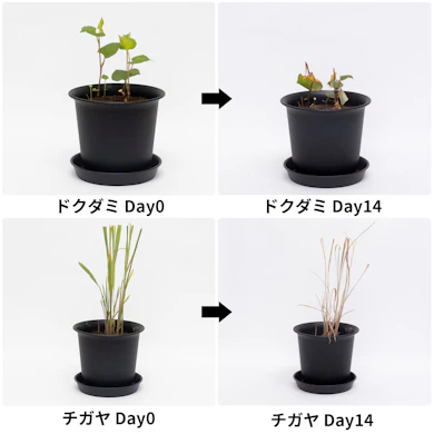 チガヤは2週間で褐変。ドクダミは14日後も青々としたまま