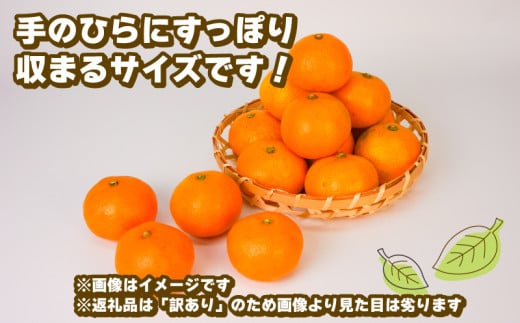 温州みかん 早生 5