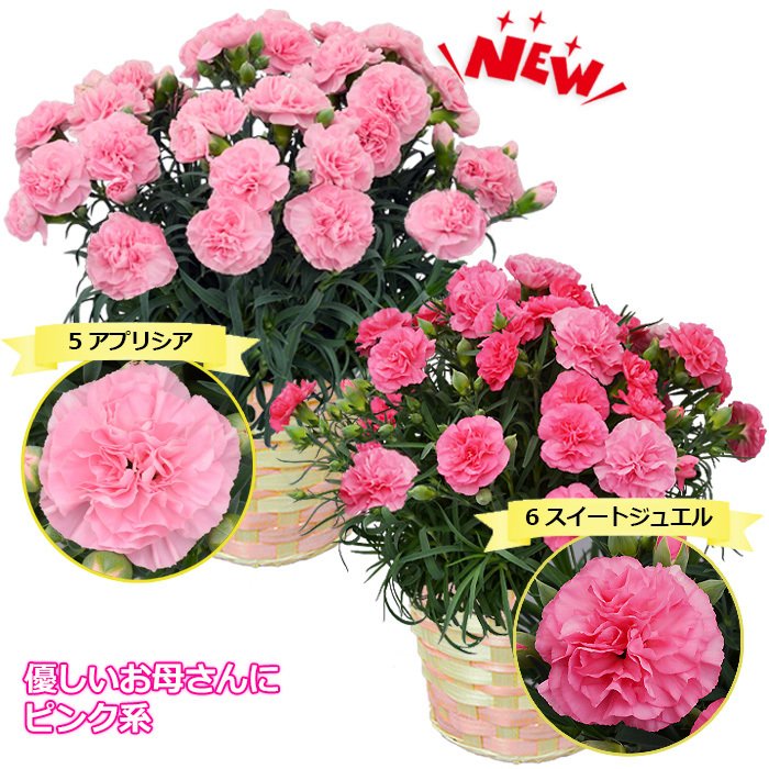 22年 母の日向けカーネーション鉢植えのおすすめ人気ランキング40選 Mybest