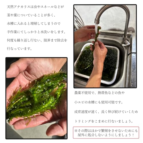 アナカリス 4