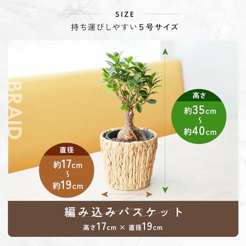 ガジュマル 2