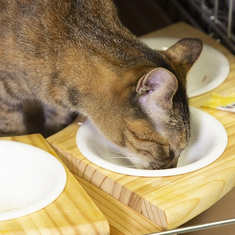 Catmom 無添加のおいしさフリーズドライまぐろを全27商品と比較 口コミや評判を実際に使ってレビューしました Mybest Catmom 無添加のおいしさフリーズドライまぐろを全27商品と比較 口コミや評判を実際に使ってレビューしました Mybest