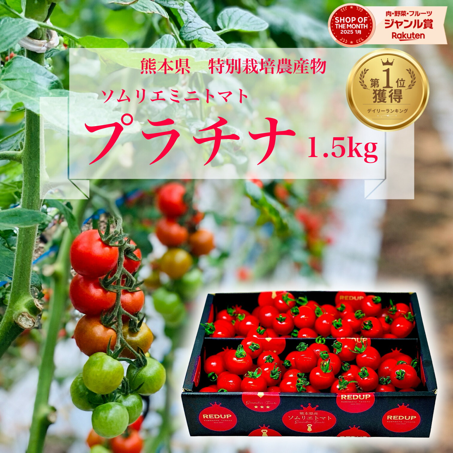 ソムリエミニトマト プラチナ 1