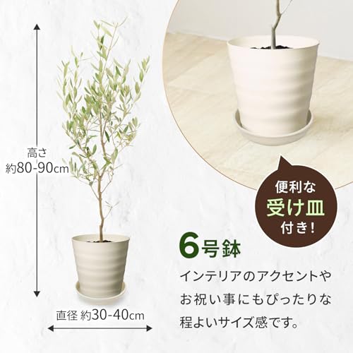 オリーブ 3