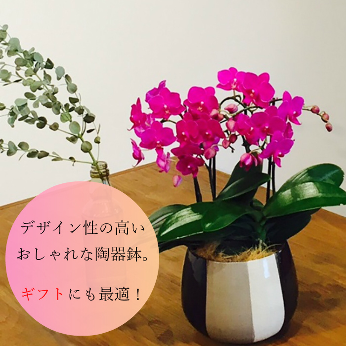 ミディ胡蝶蘭3本立 2