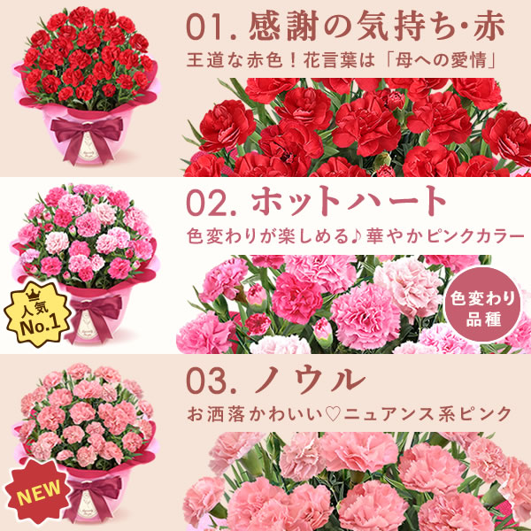 カーネーション鉢植え　スイーツセット 3