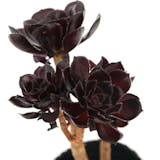 多肉植物のおすすめ人気ランキング【2026年6月】 5