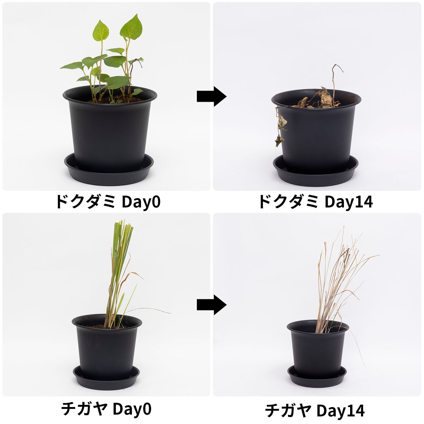 アース製薬 アースガーデン アースカマイラズ 草消滅 クチコミ評価・評判&検証レビュー 3